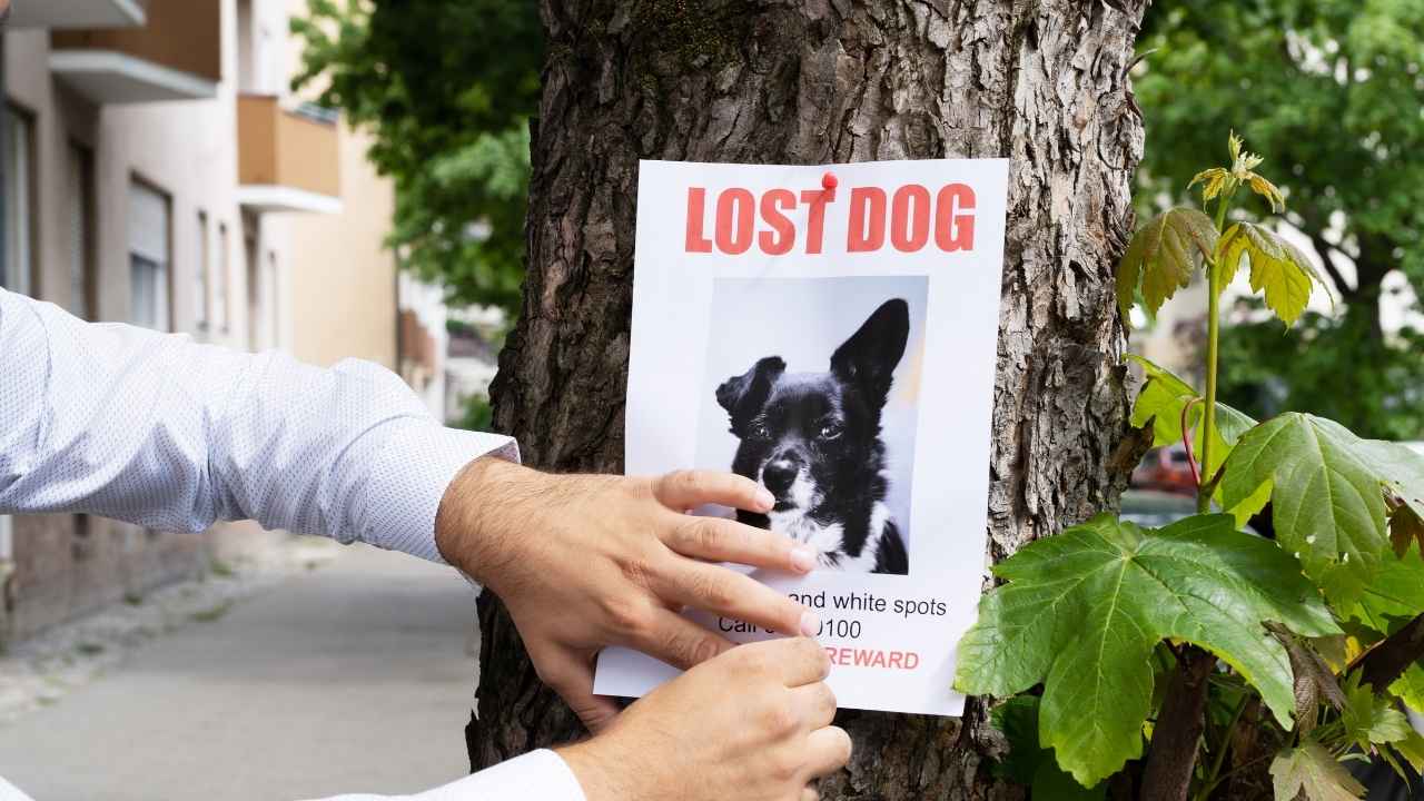 How to Replace a Lost Dog License Tag in Trumbull County