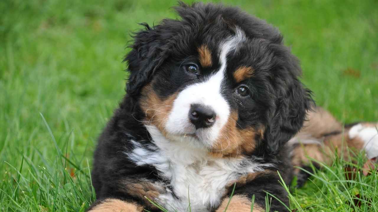 Where Dog License Money Goes in Trumbull County